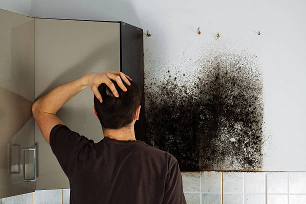 Best DIY Mold Remediation Support Services in Penn Yan, NY