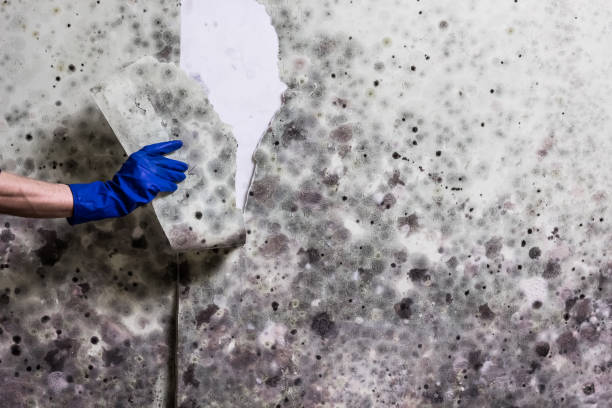 Best Bathroom Mold Remediation in Penn Yan, NY
